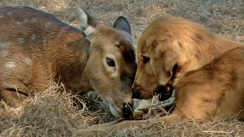 Animal Odd Couples
