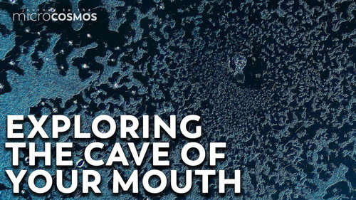 Your Mouth Is A Cave For Microbes