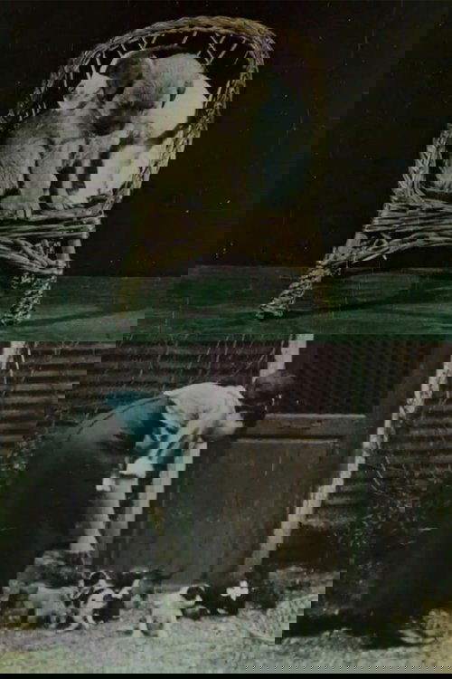 Family of Puppies poster