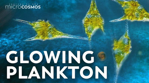 Dinoflagellates: The Algae That Saved an Astronaut