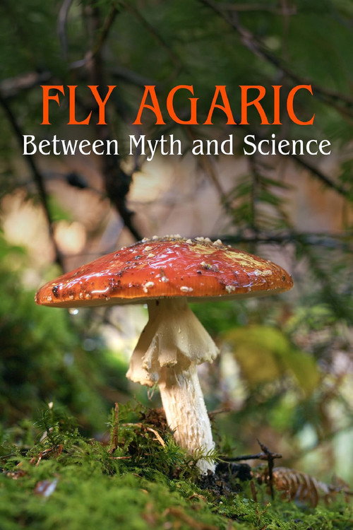 The Fly Agaric