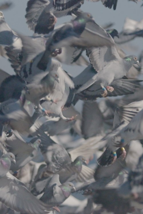 Million Dollar Pigeons poster