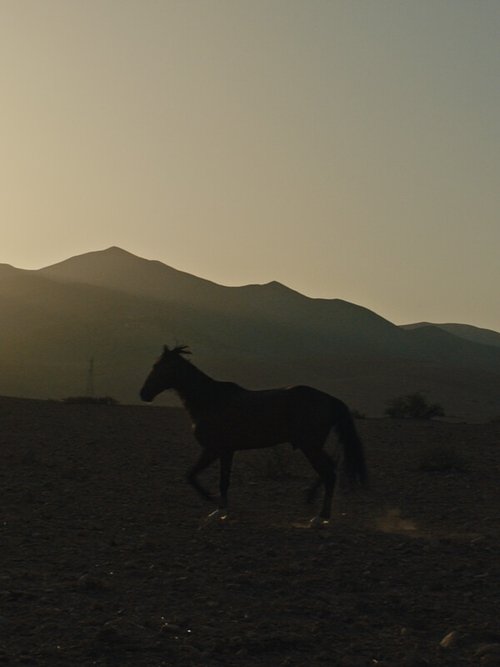 Pourquoi As-Tu Laissé le Cheval à sa Solitude? Pourquoi As-Tu Laissé le Cheval à sa Solitude?