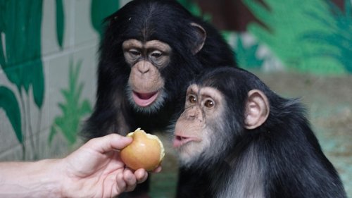 The Human Ape