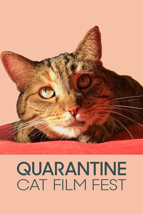 Image Quarantine Cat Film Festival