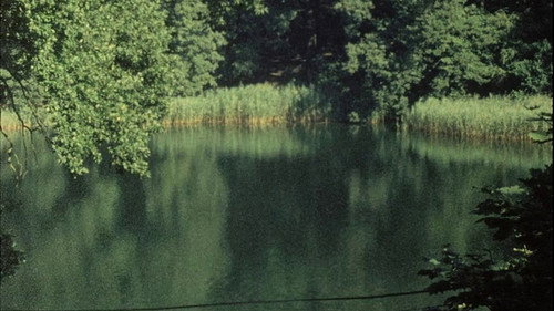 Hanging Upside Down in the Branches