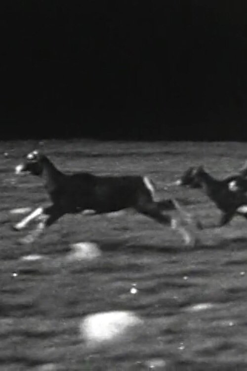 Animals Running movie poster player