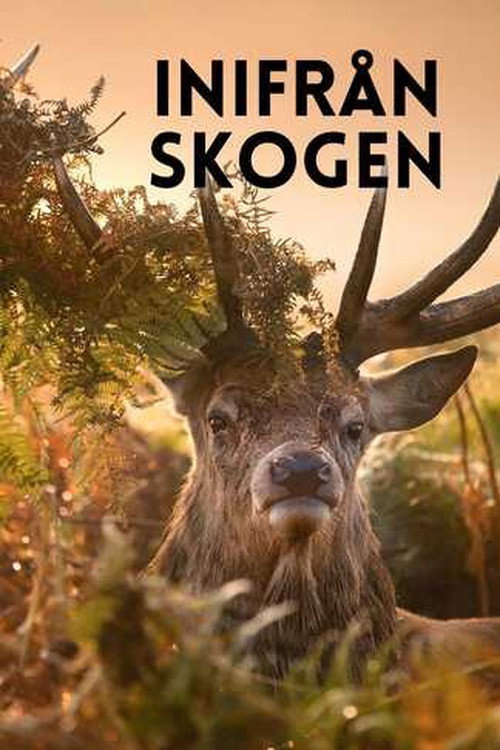 Escena 5 de Inside the Forest Seasons of Wonder