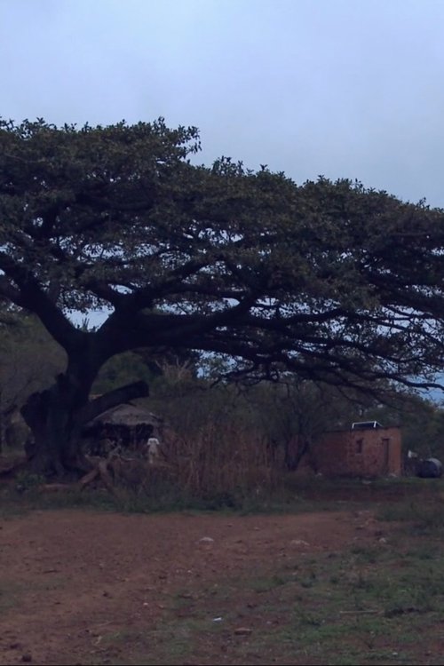 Las Raíces del Roble (2017)