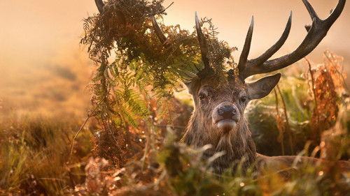 Inside the Forest Seasons of Wonder