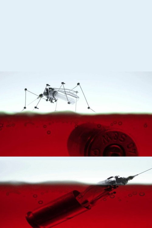 Aedes