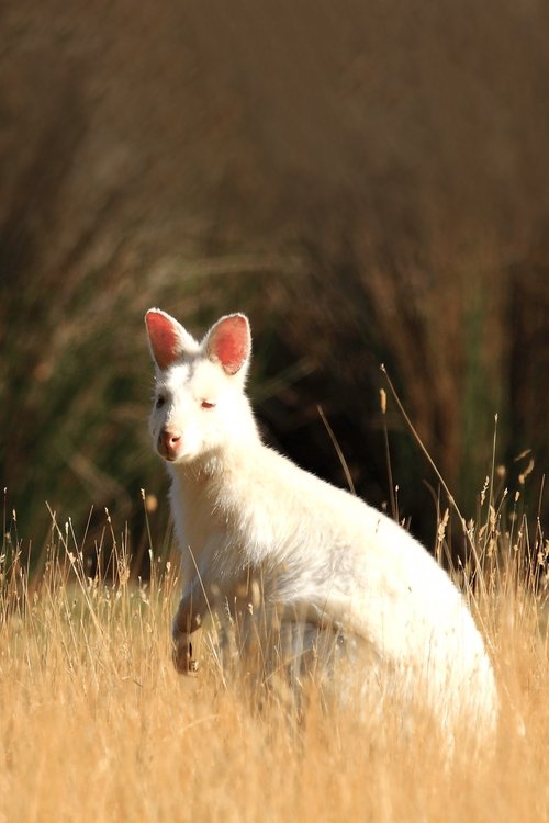 David Attenborough's Tasmania poster