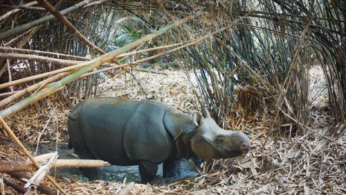 Rhinocéros