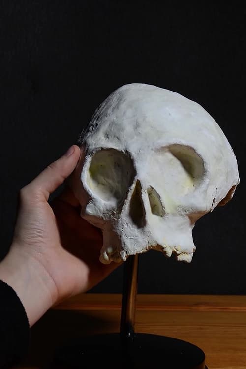 Skull (2021)
