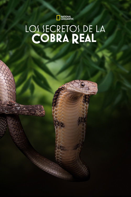 [Ver Online] Secrets of the King Cobra [2010] Película Completa en