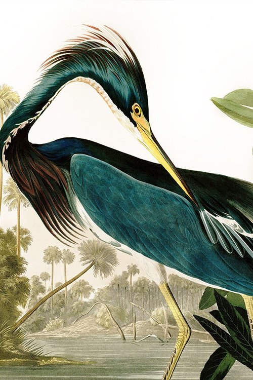 Birds of America poster