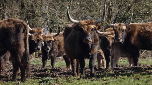 Dans la peau des premiers paysans français