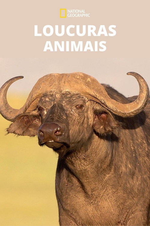 Pôster de Loucuras Animais