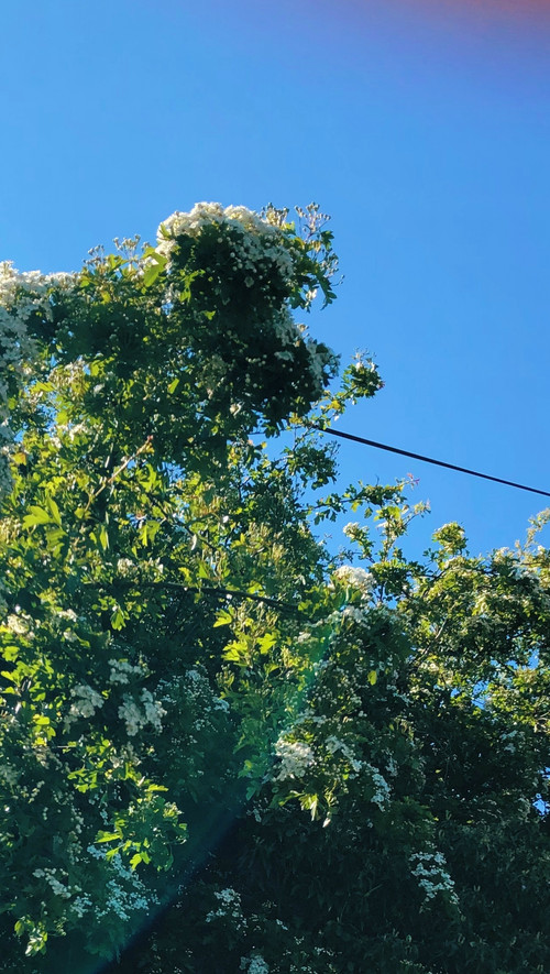 Wind in the Trees poster