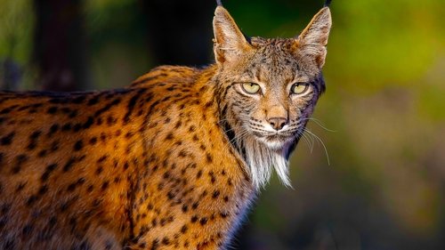 Iberia's Woodlands: Life on the Edge