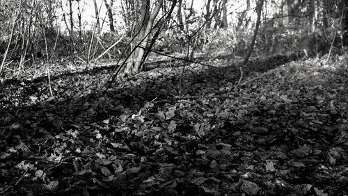 the forest of great mystery and emptiness