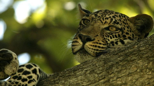 The Unlikely Leopard — Fondos 2
