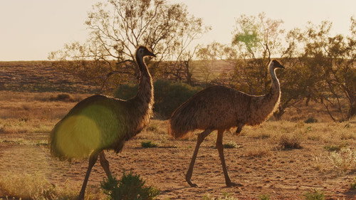 Australia: The Wild Continent