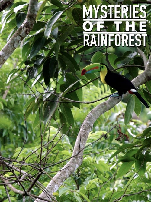Mysteries of the Rainforest poster