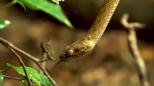 Bizarre Beasts of Africa