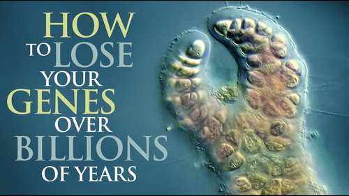 The History of Red Algae