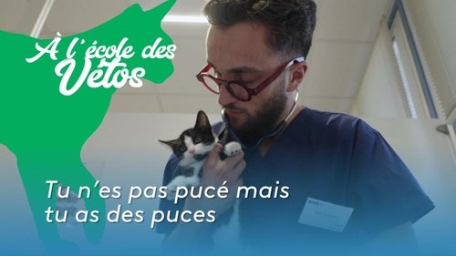 Tu n'es pas pucé mais tu as des puces