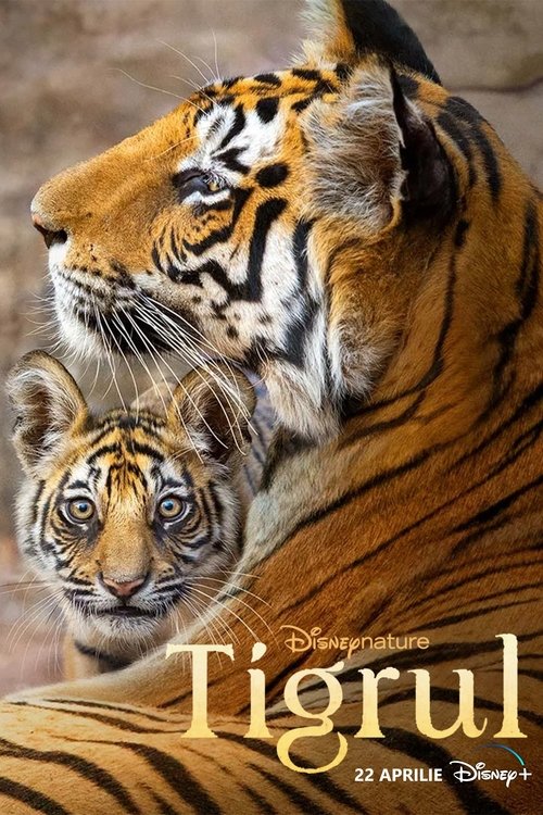 Poster pentru Tigrul
