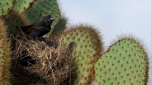 Animaux tisserands - L'oiseau et l'araignée