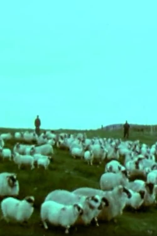 Schafzucht im schottischen Hochland - Schur und Auktion (1980)