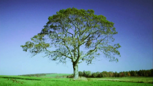 Yggdrasll: The World Tree still