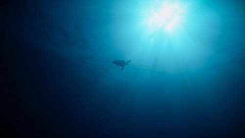 Return: Saving Turtles