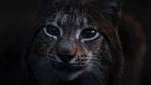 Whispers in the Woods