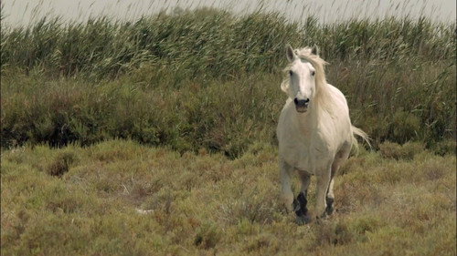 Wild Horses of the Marshes