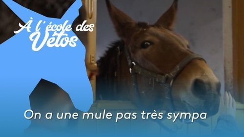 On a une mule pas très sympa