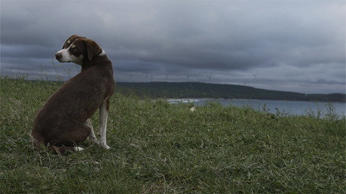 The Leaf Covered in Hoarfrost