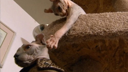 Image de l'épisode Sphinx, Burmese et Ragdoll