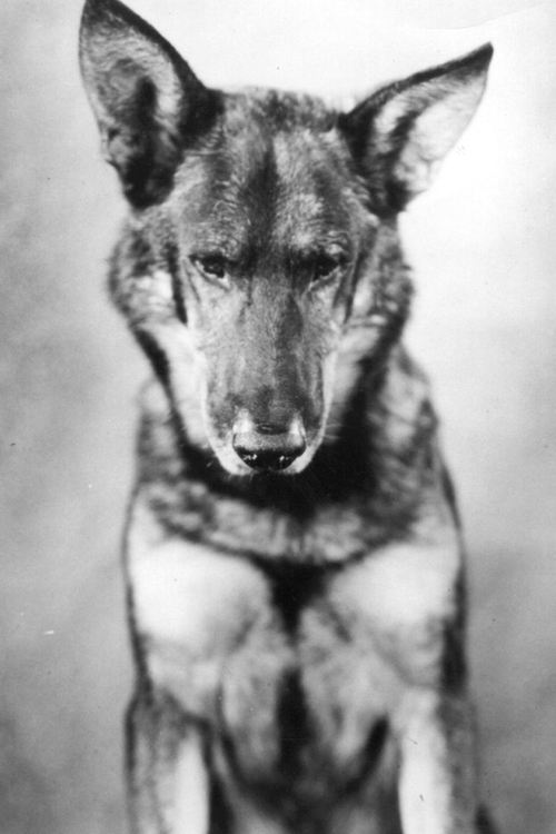 Largescale poster for Rin Tin Tin