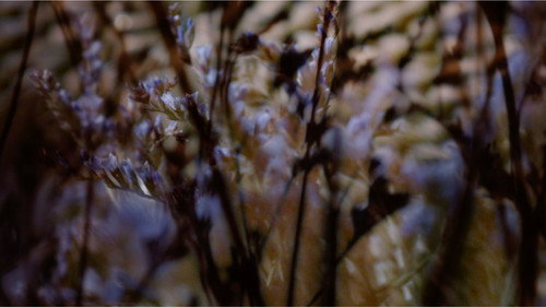 Ulukayın Backdrop Blur