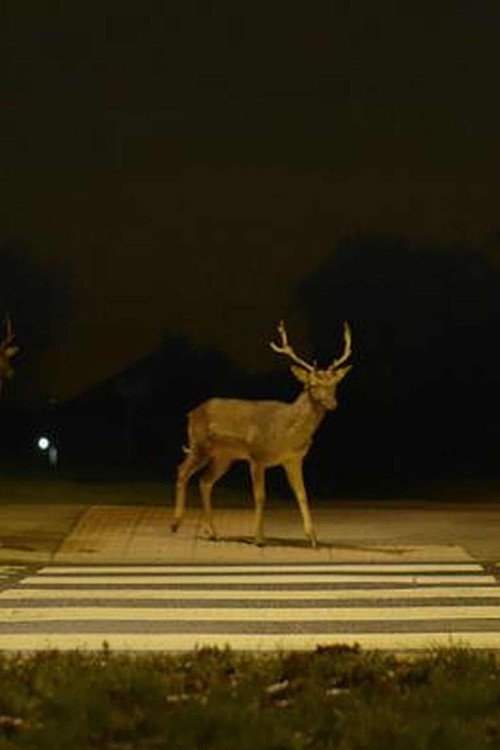 Canon: Urban Deer poster