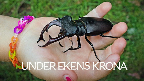 Under ekens krona Backdrop Blur