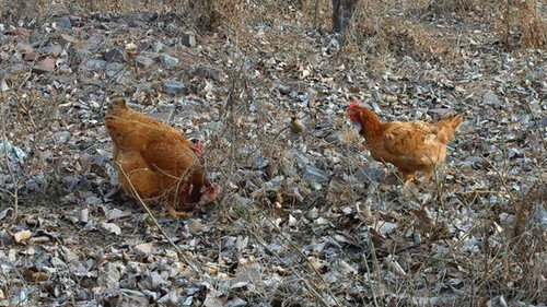 The Twelfth Lunar Month — still 1