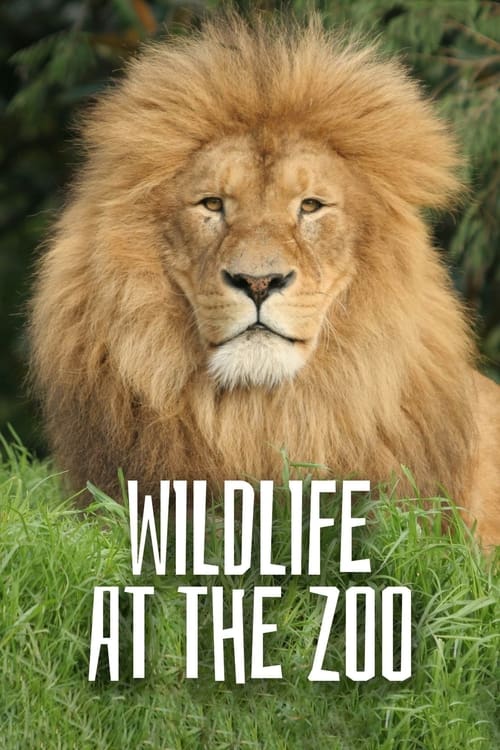 Poster Wild Life At The Zoo