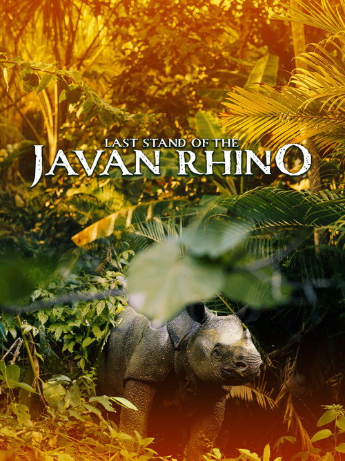 Last Stand Of The Javan Rhino
