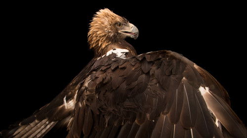 Escena 5 de Rare: Creatures of the Photo Ark