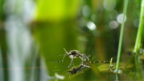 Image de l'épisode 5